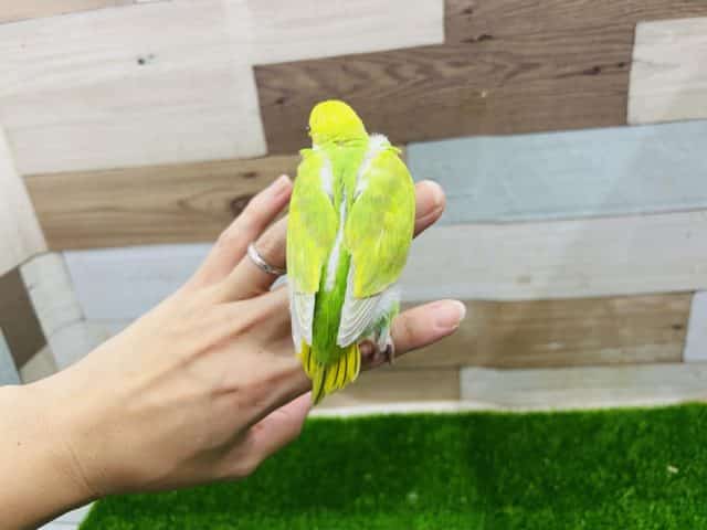 セキセイインコ