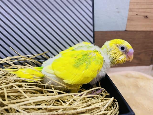 模様が少なめかな?イエロー×グリーンが綺麗なセキセイインコスパングルパイド! セキセイインコ
