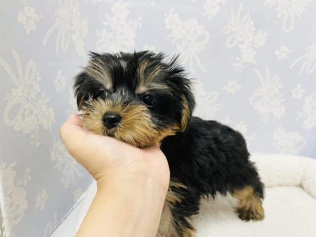 ヨークシャテリア