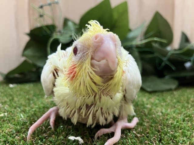 オカメインコ