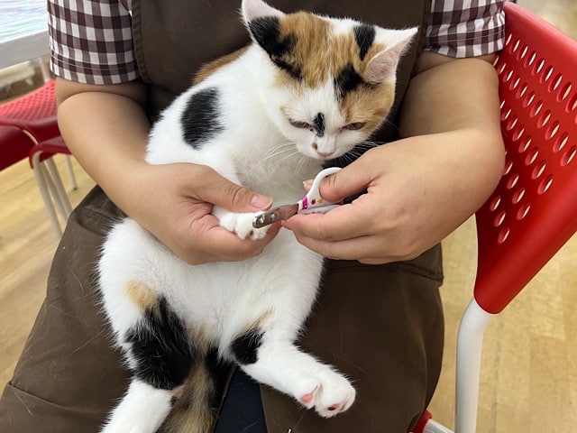 スコティッシュフォールド