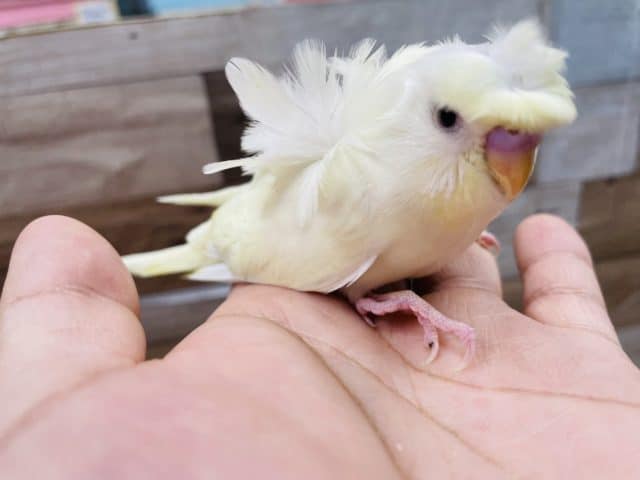 羽衣セキセイインコ