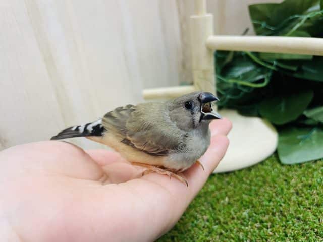 錦花鳥（キンカチョウ）