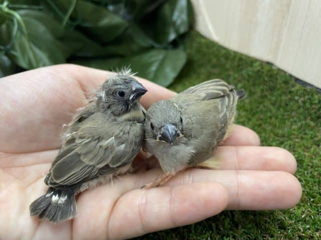 錦花鳥（キンカチョウ）