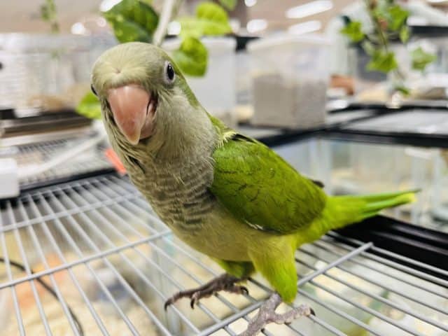 オキナインコ