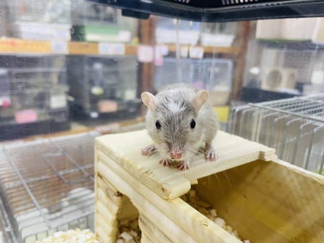 カラージャービル（スナネズミ）