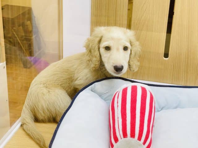 ミニチュアダックス