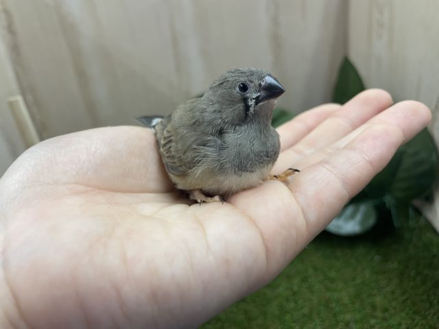 錦花鳥（キンカチョウ）