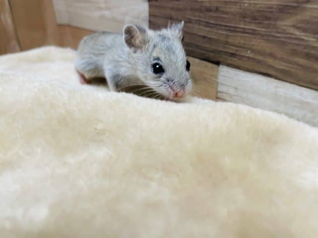 チャイニーズハムスター