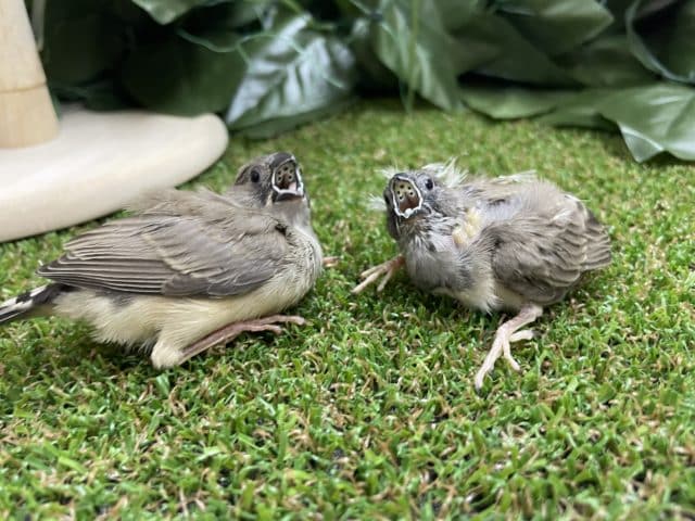 錦花鳥（キンカチョウ）