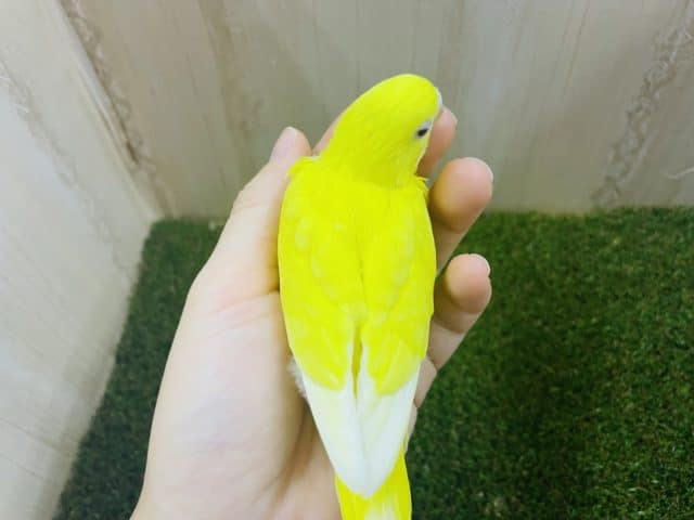セキセイインコ