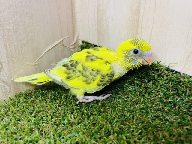 セキセイインコ
