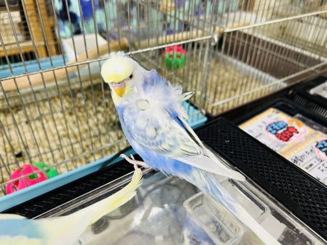 セキセイインコ