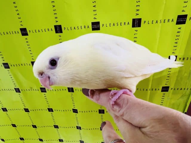 サザナミインコ