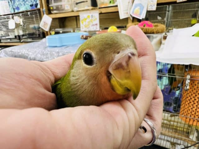 コザクラインコ（小桜インコ）