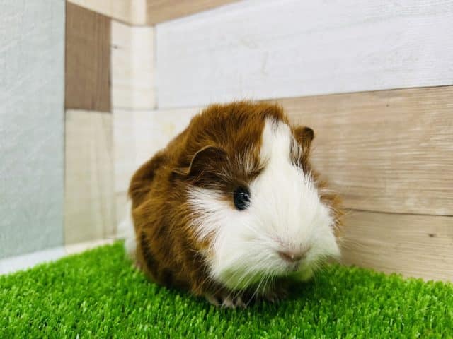 アビシニアンモルモット