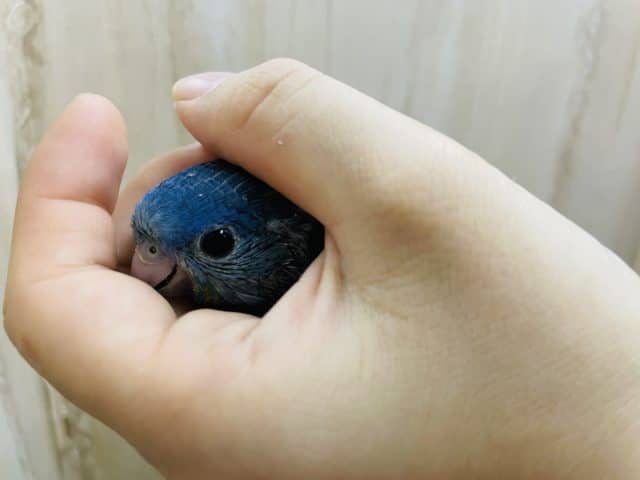 サザナミインコ