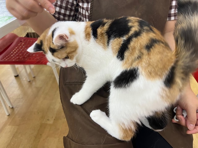 スコティッシュフォールド