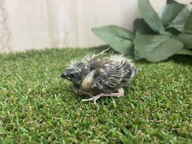 錦花鳥（キンカチョウ）