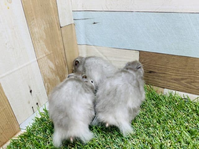 ゴールデンハムスター