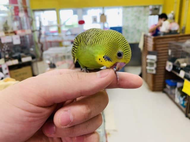 セキセイインコ