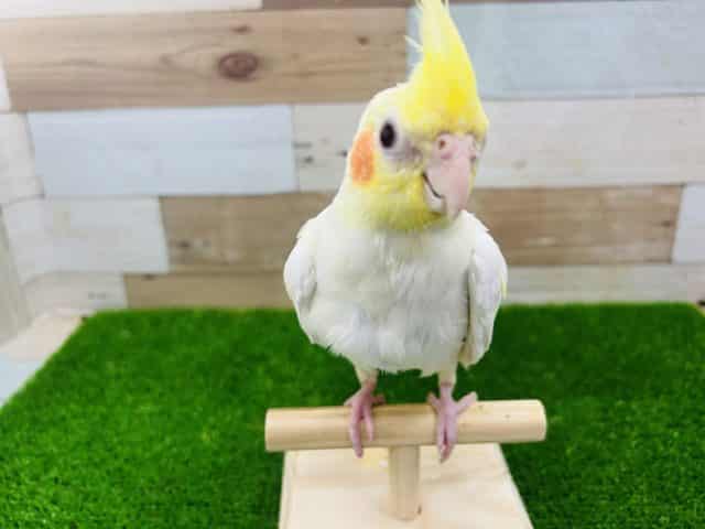 オカメインコ