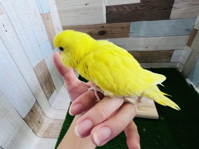セキセイインコ