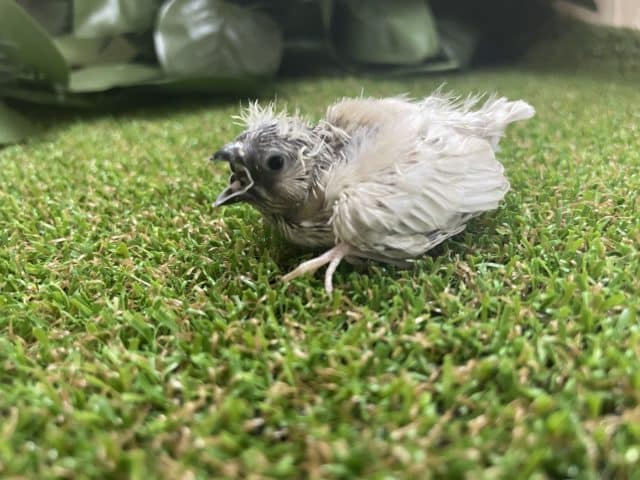 錦花鳥（キンカチョウ）