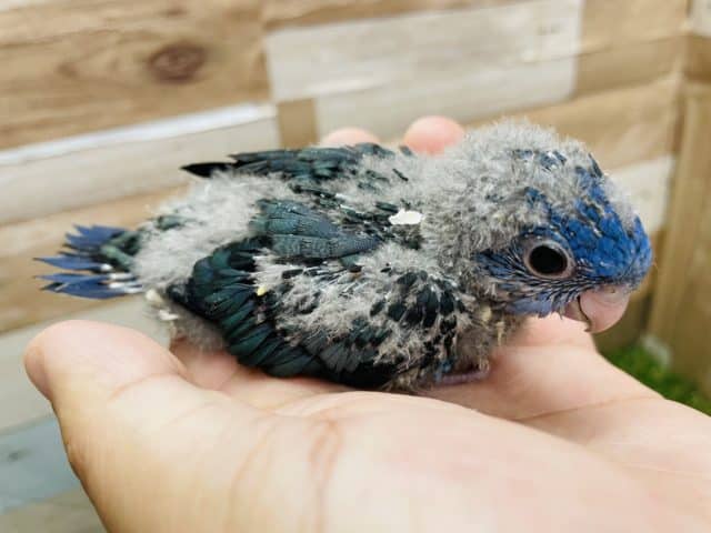 サザナミインコ