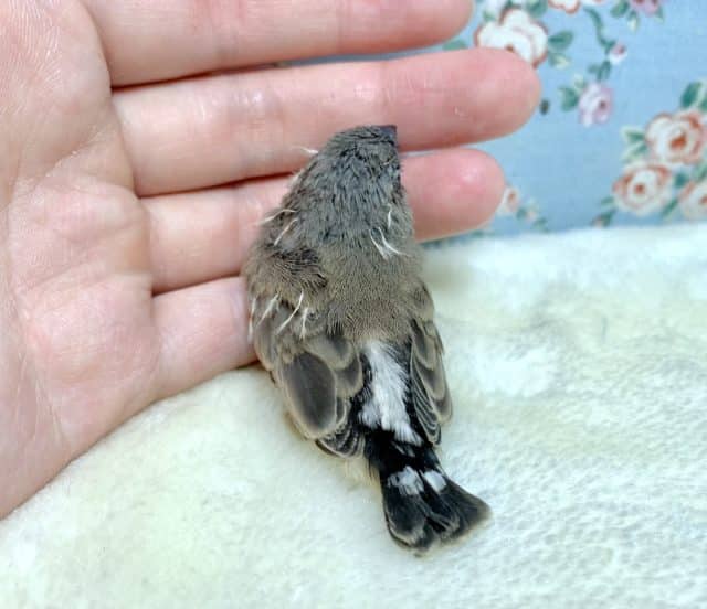 錦花鳥（キンカチョウ）