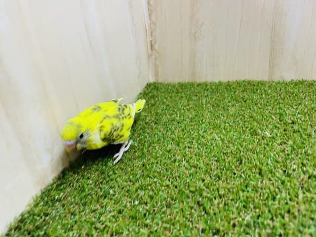 セキセイインコ