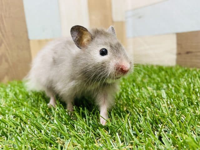 ゴールデンハムスター