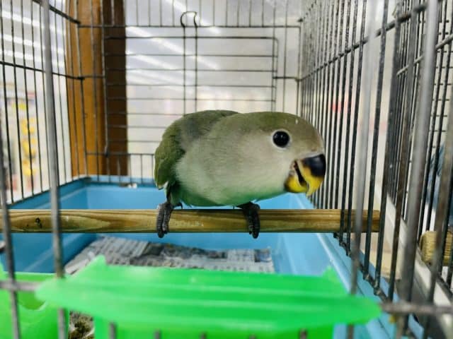 コザクラインコ（小桜インコ）