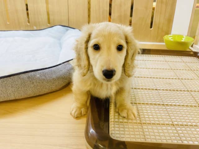 ミニチュアダックス