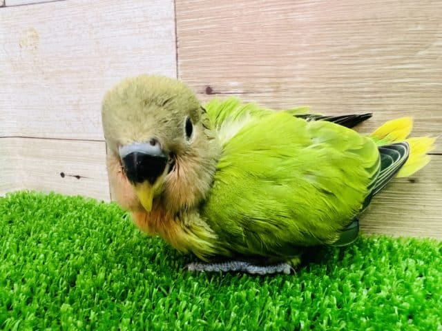 コザクラインコ（小桜インコ）
