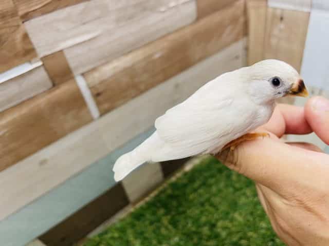 錦花鳥（キンカチョウ）