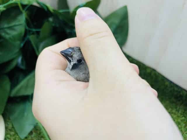 錦花鳥（キンカチョウ）