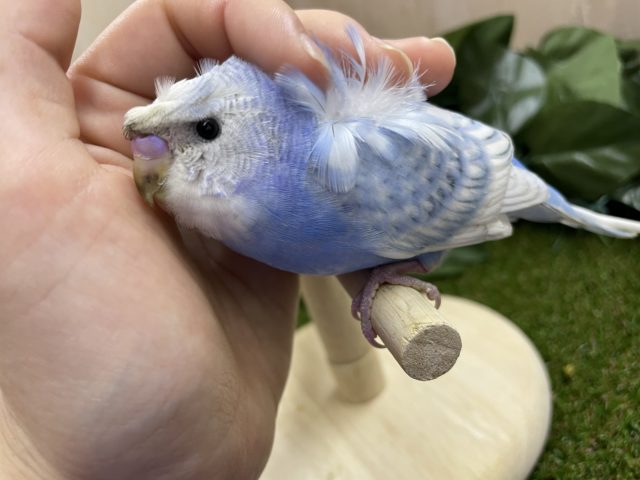 羽衣セキセイインコ