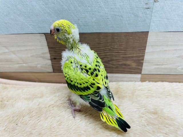 セキセイインコ