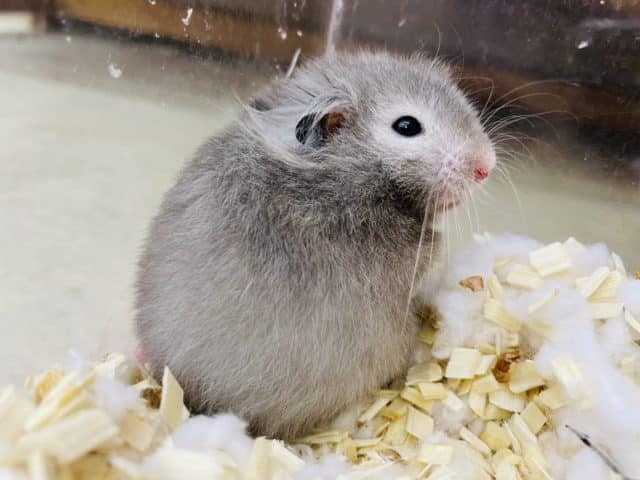 長毛カラーハムスター