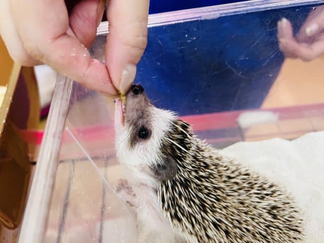 ハリネズミ（ヨツユビハリネズミ）