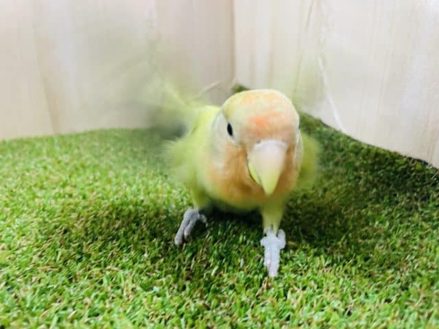 コザクラインコ（小桜インコ）