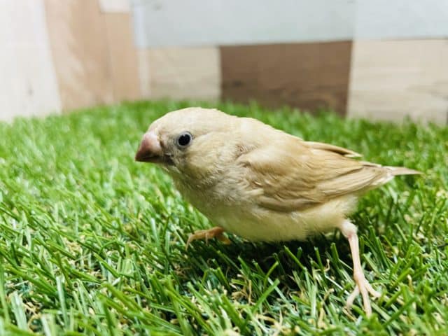 錦花鳥（キンカチョウ）