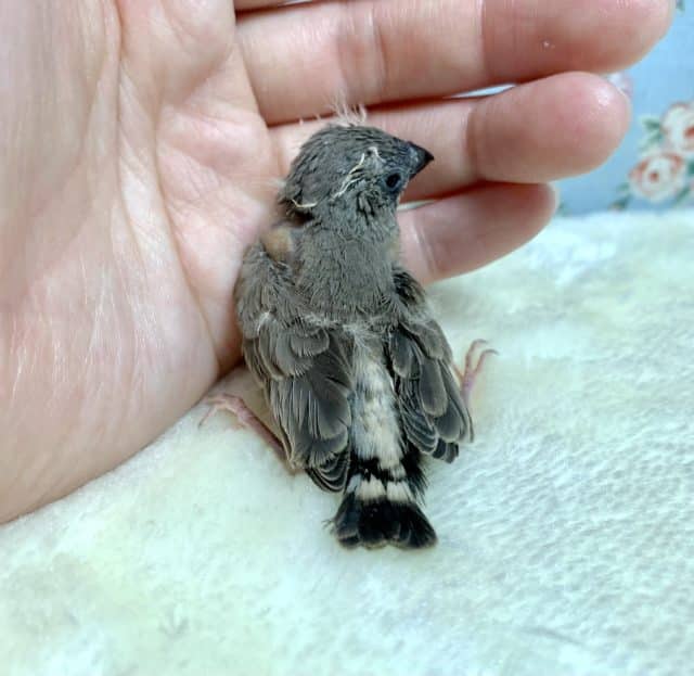 錦花鳥（キンカチョウ）