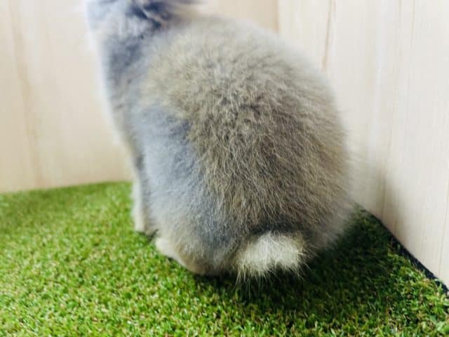 ライオンラビット