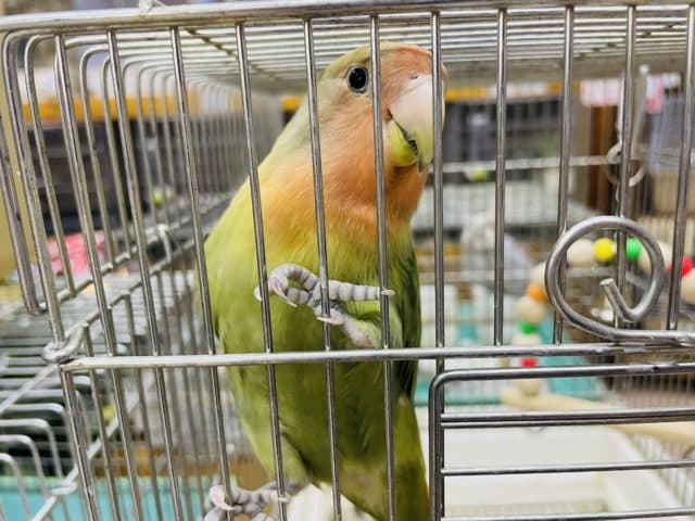 コザクラインコ（小桜インコ）