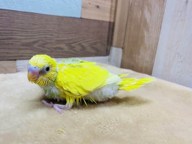 模様が少なめかな?イエロー×グリーンが綺麗なセキセイインコスパングルパイド! セキセイインコ