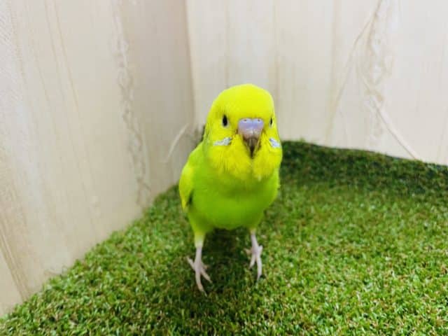 セキセイインコ