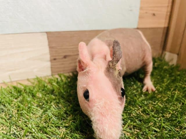 スキニーギニアピッグ