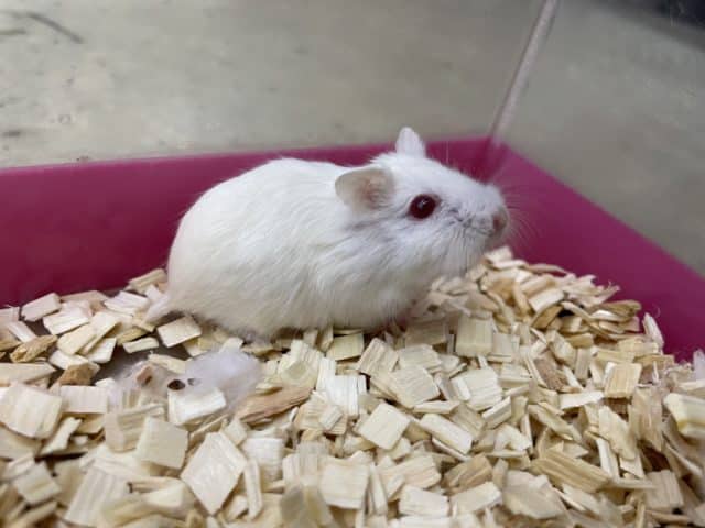 ロボロフスキーハムスター